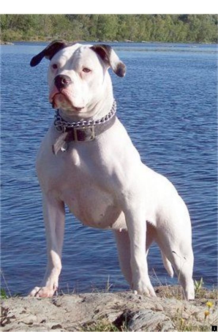 Ирландский бульдог