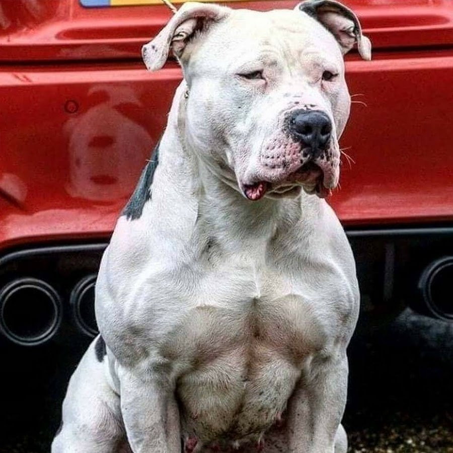 Американский бульдог булли