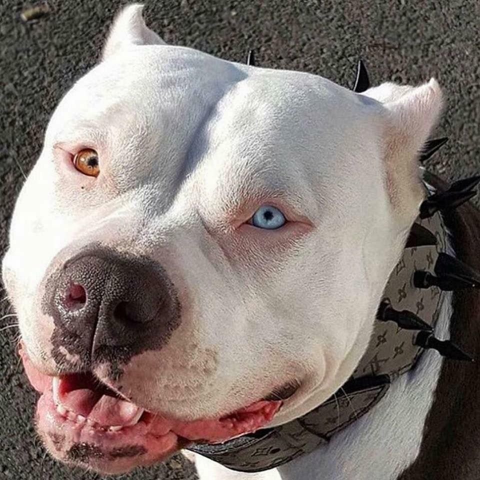 Бульдог Алапахский чистокровный