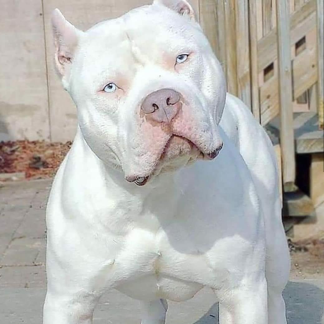 Питбуль злой