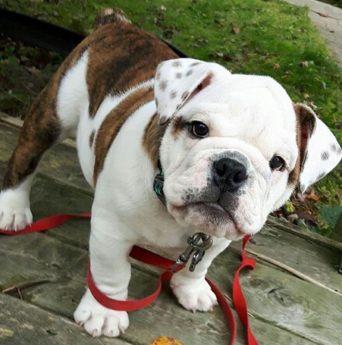 Американский бульдог булли