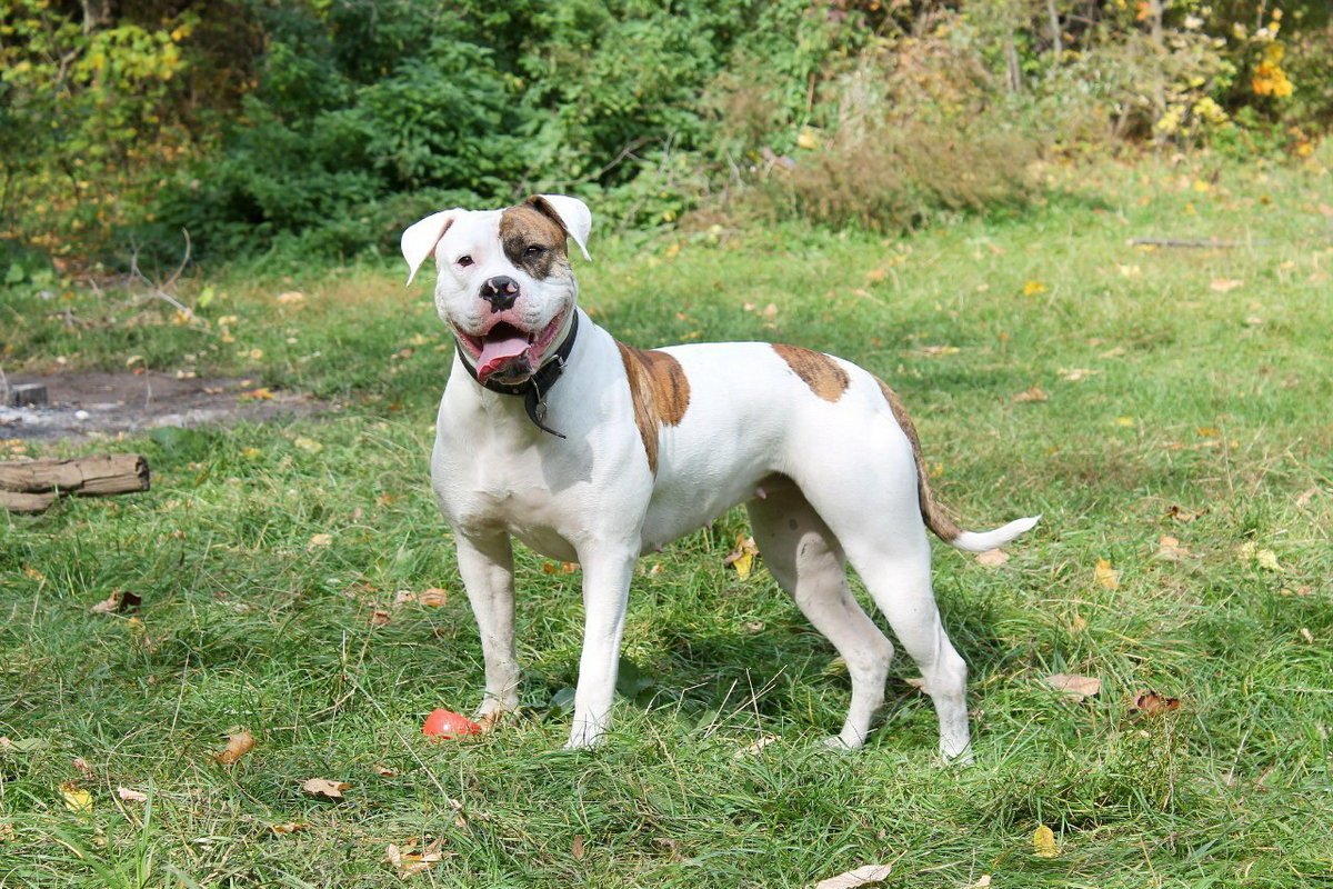 Картинки американский бульдог