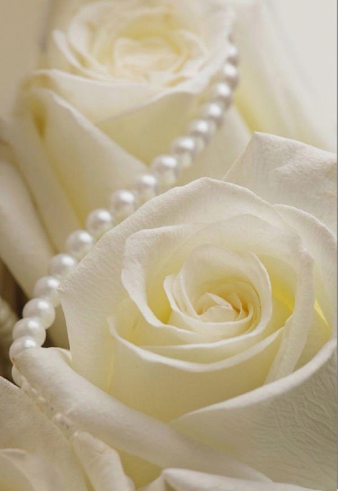 Нежные белые цветы