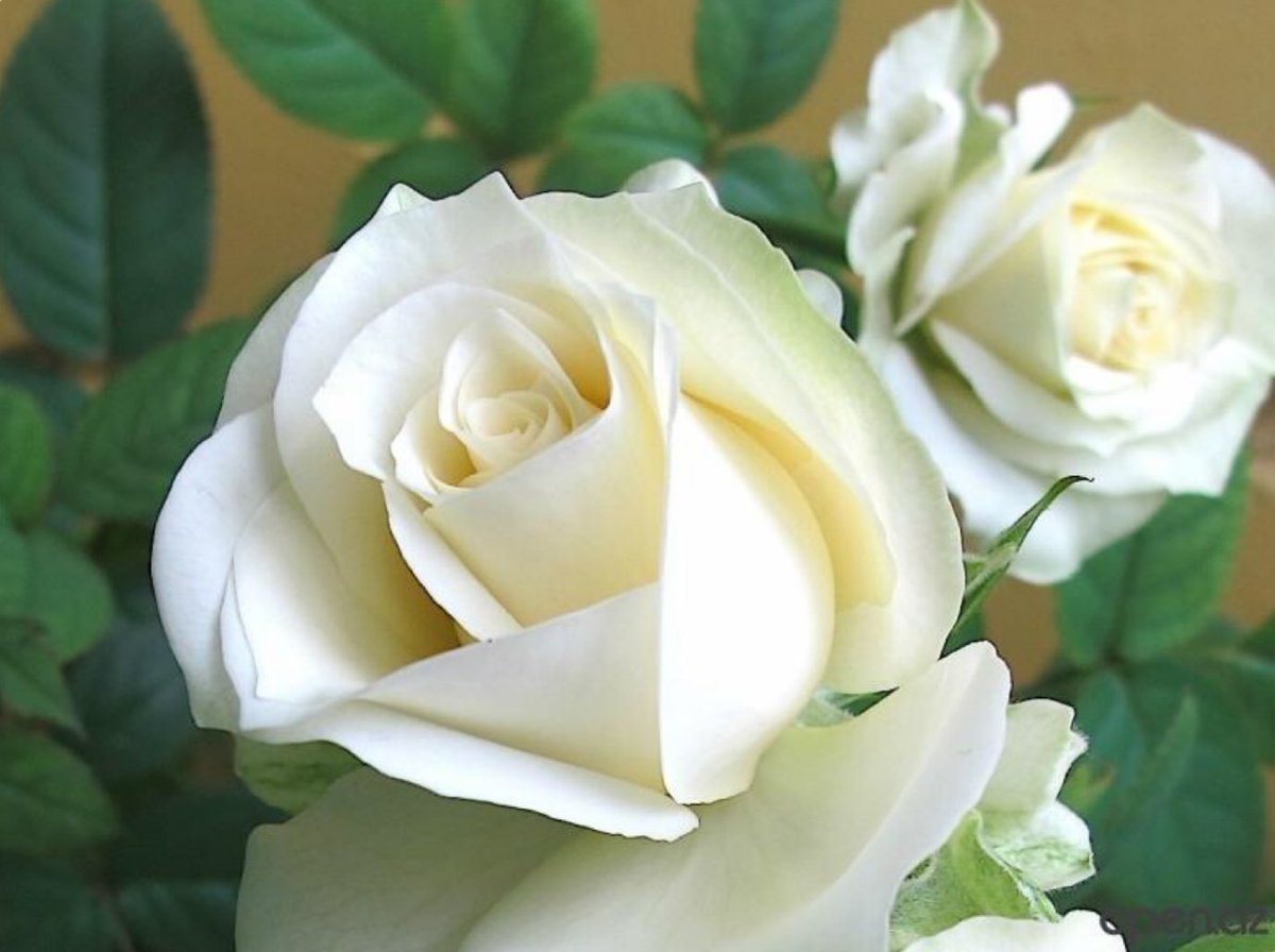 Белые розы