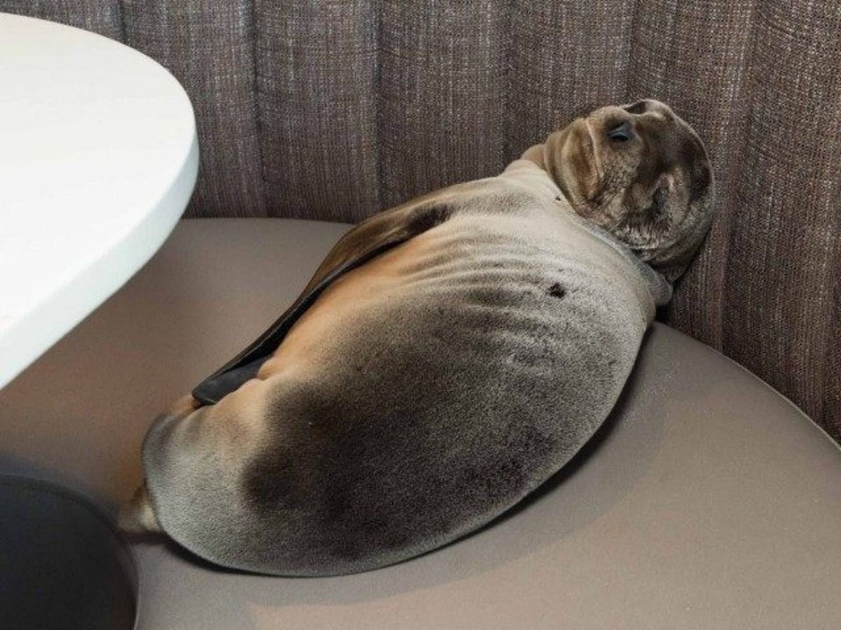 Тюлень на кровати