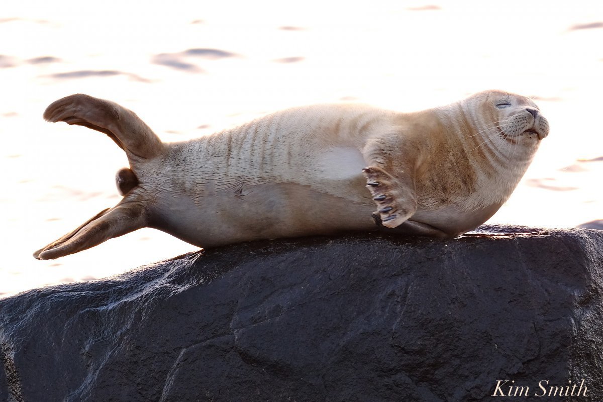 Тюлененок хвост