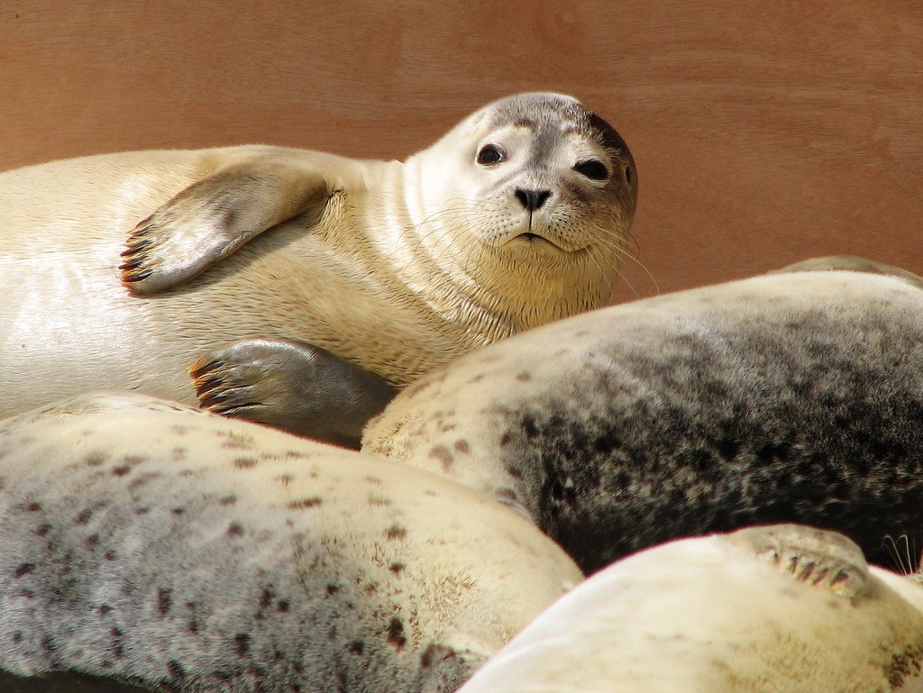 Самка тюленя