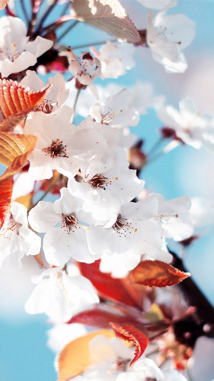 Пальмы солнце