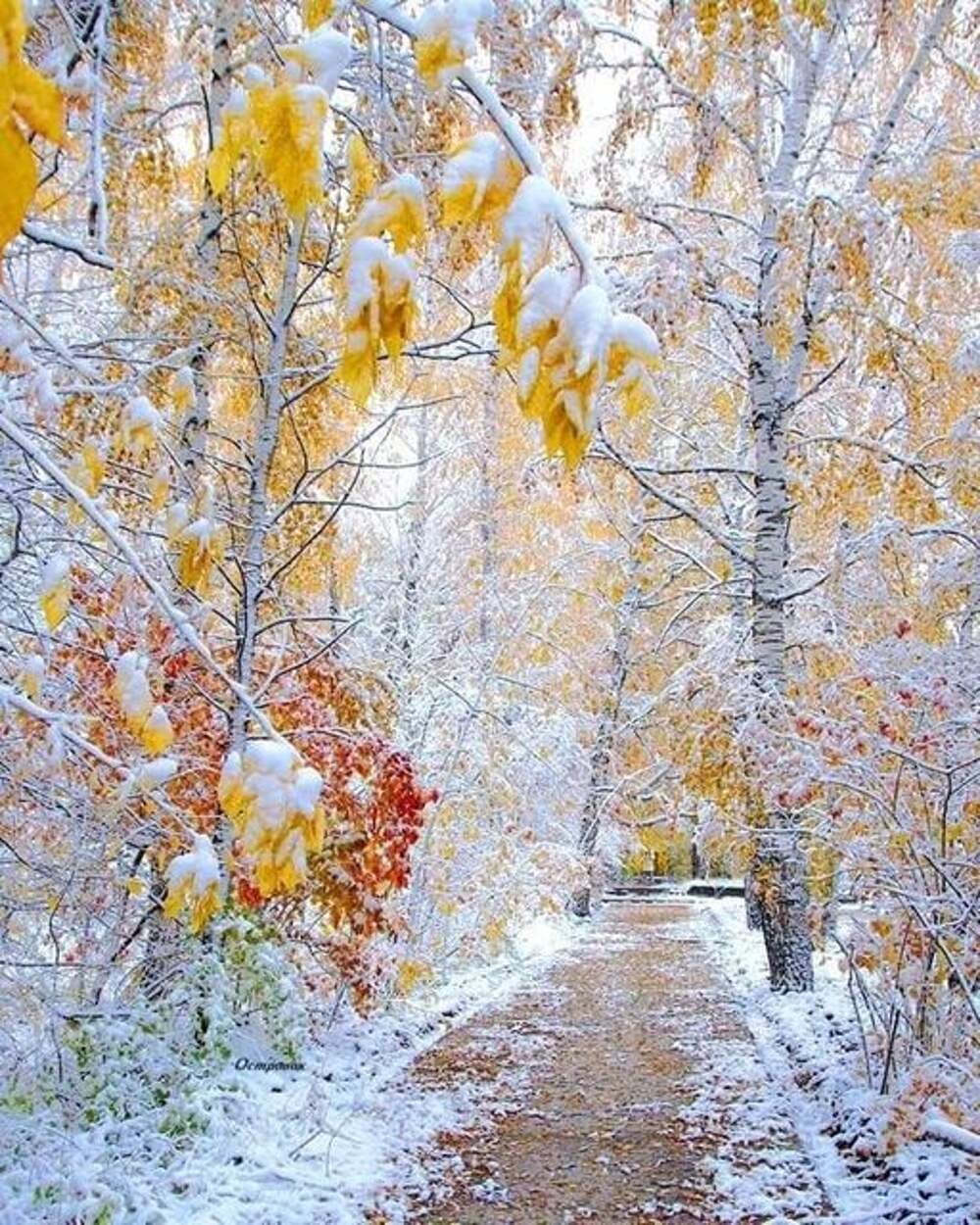 Осенний лес