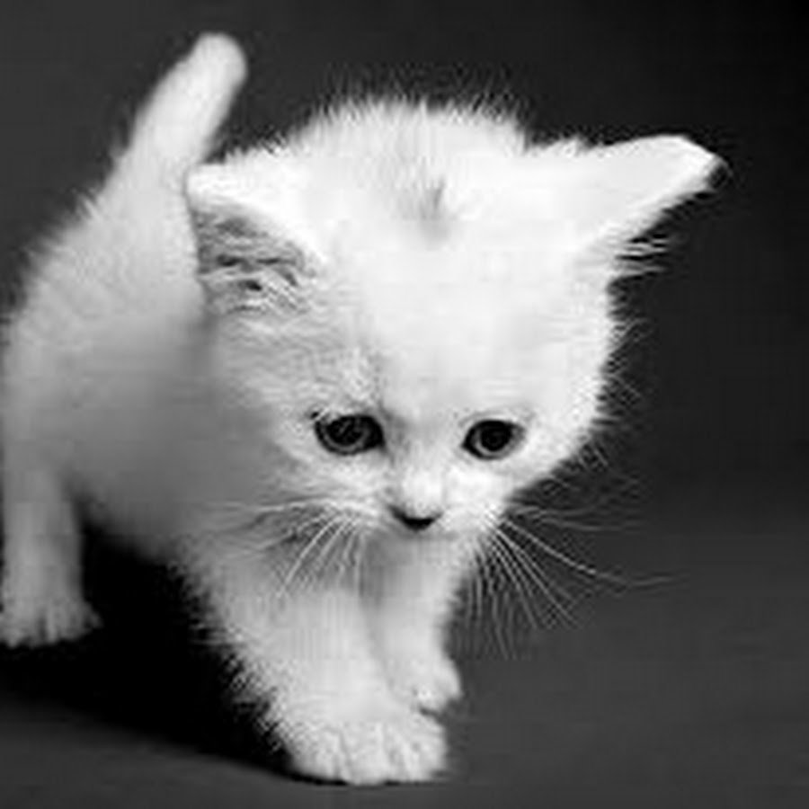 Милые котята с цветочками