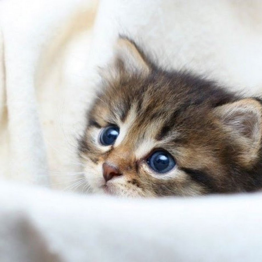 Милая кошка