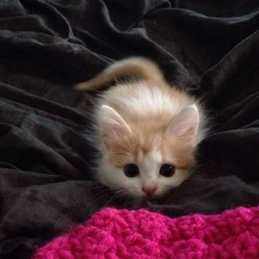 Котенок с заколкой