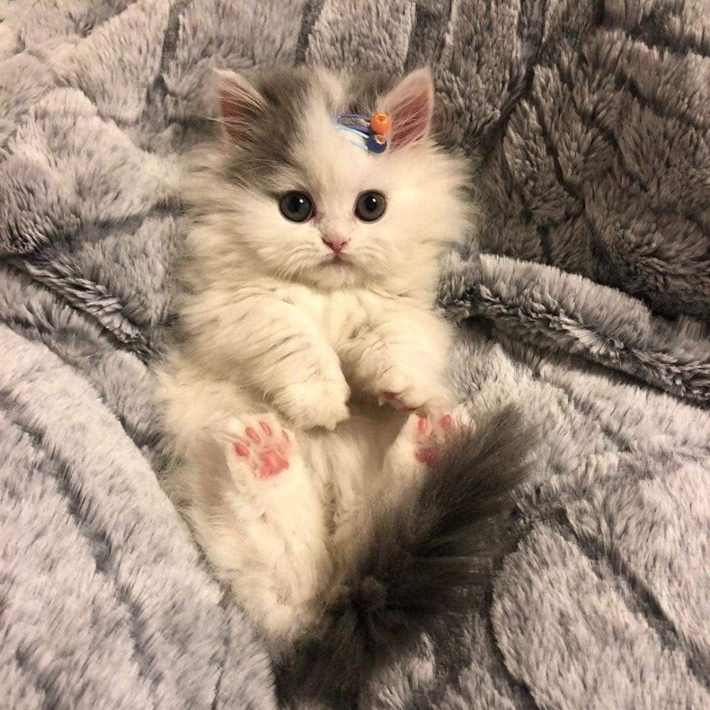 Маленький милый котенок