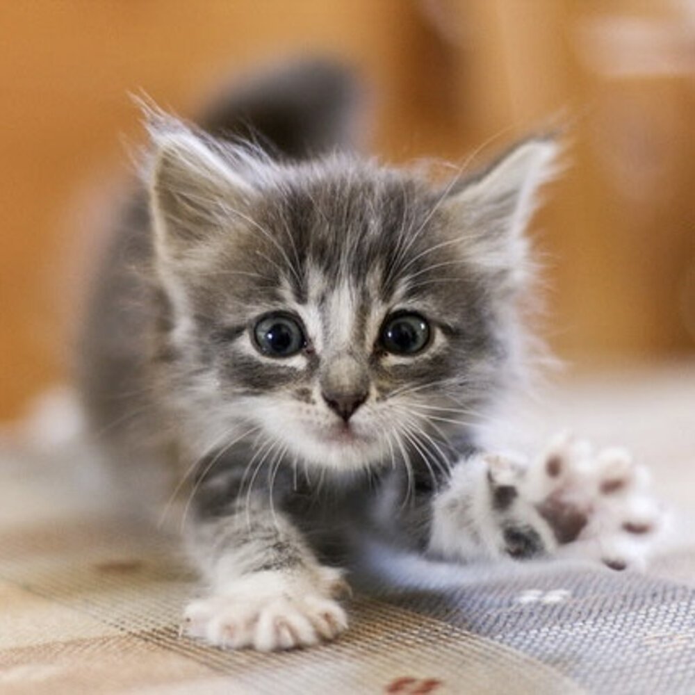 Красивые котята