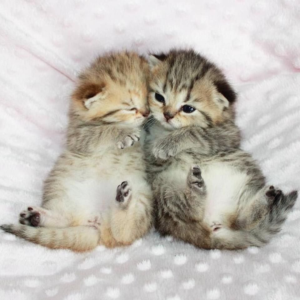 Милые котики фото