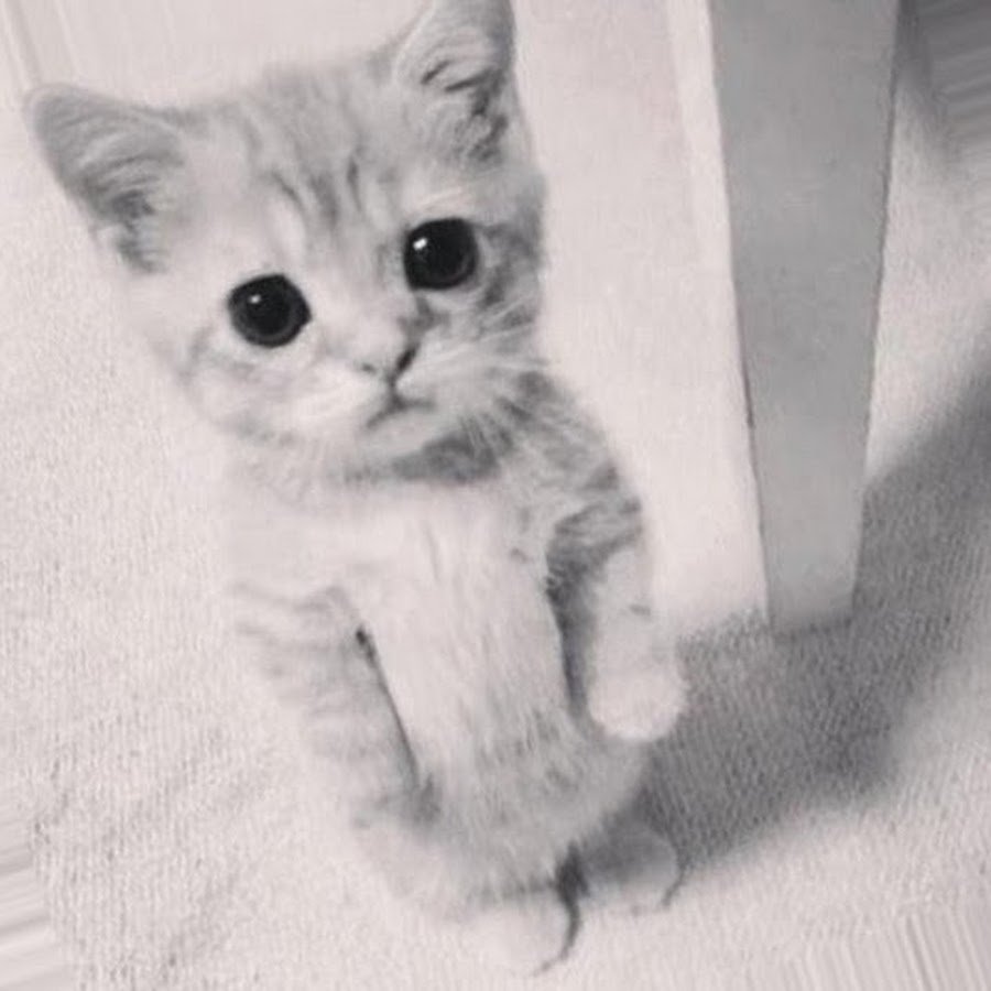 Котенок с бантиком