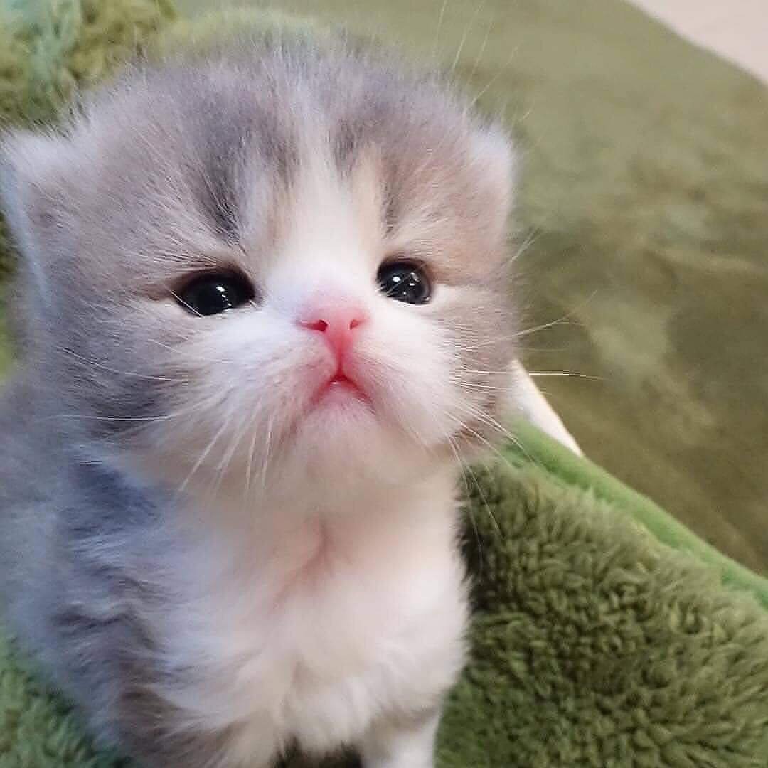 Самые милые котики на свете