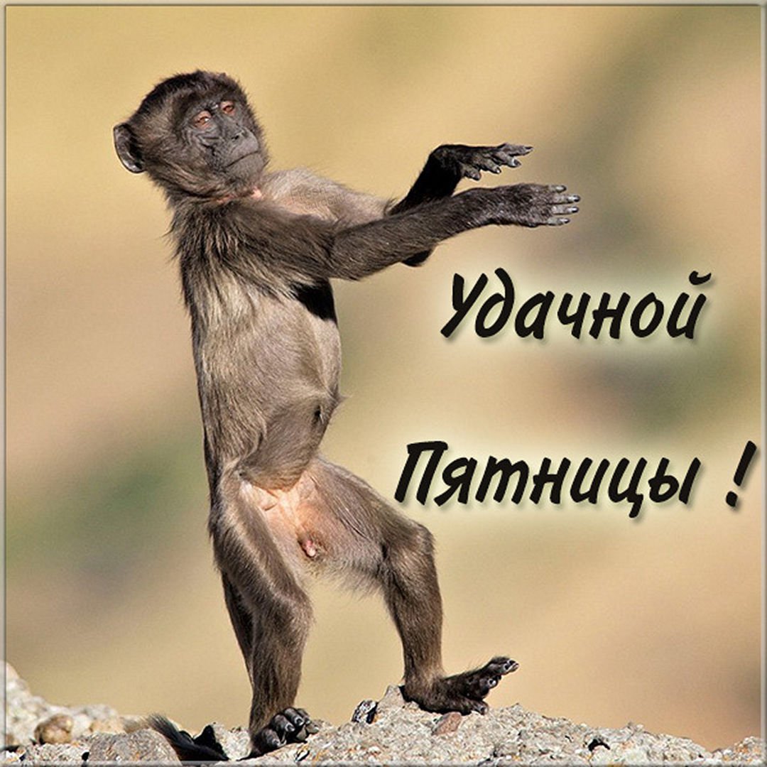 Обезьяна танцует