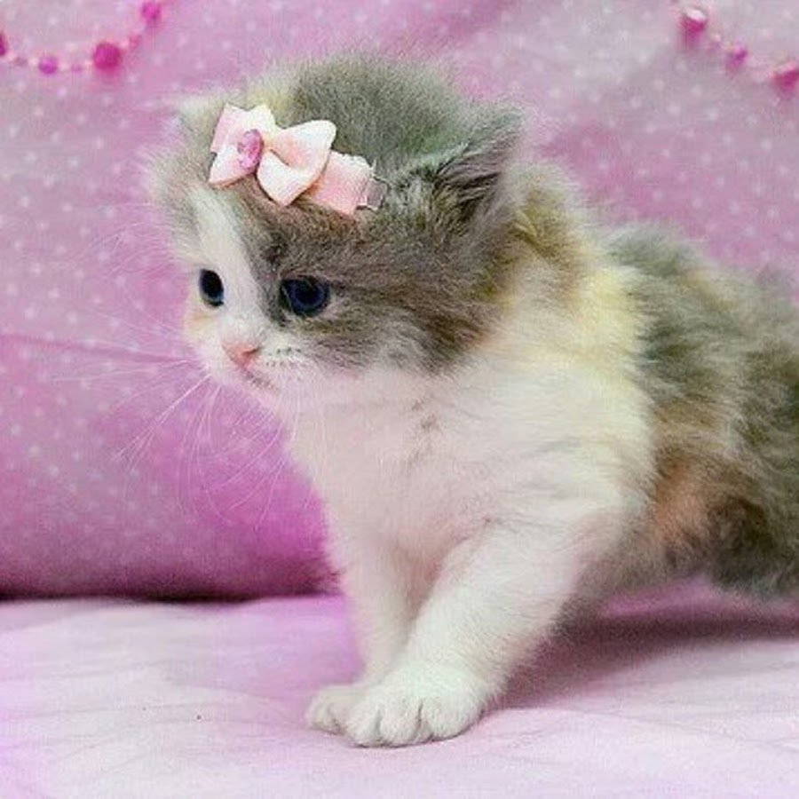 Самые самые милые котята