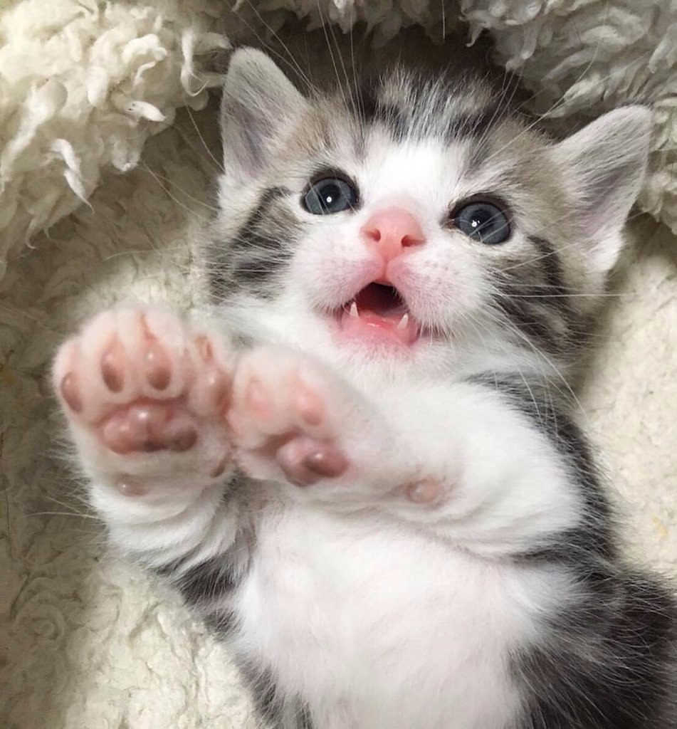 Милые котята