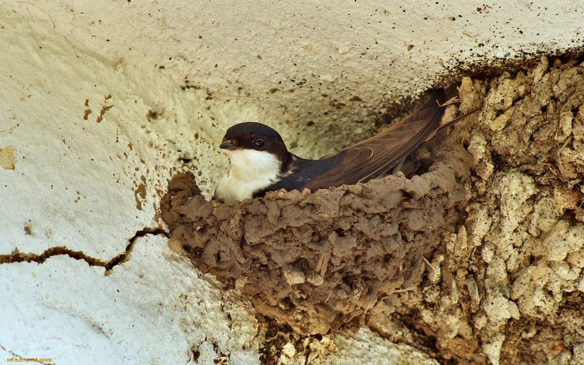 Ласточкино гнездо птицы