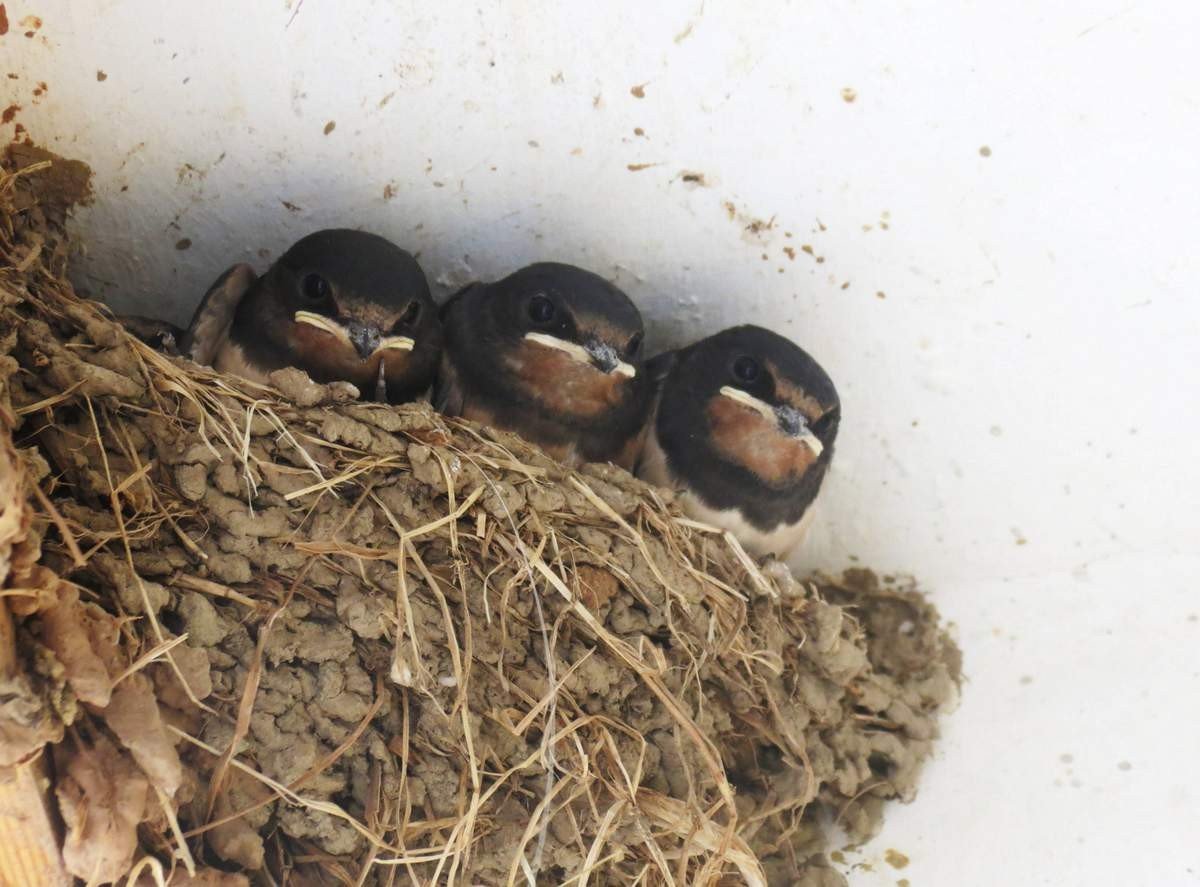 Гнездовье для ласточек