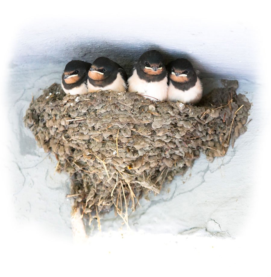Гнездо ласточки