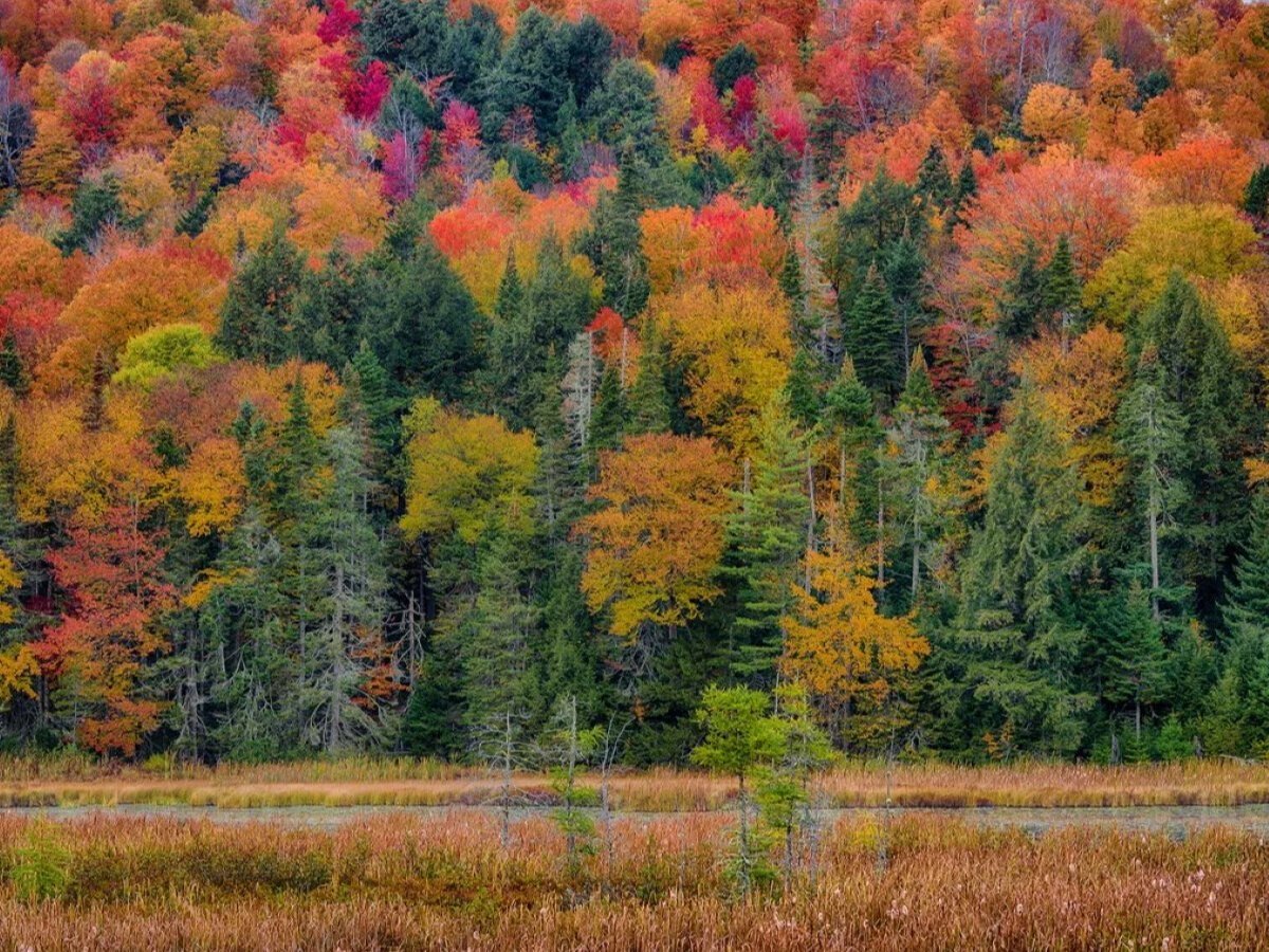 Смешанные леса и широколиственные леса России