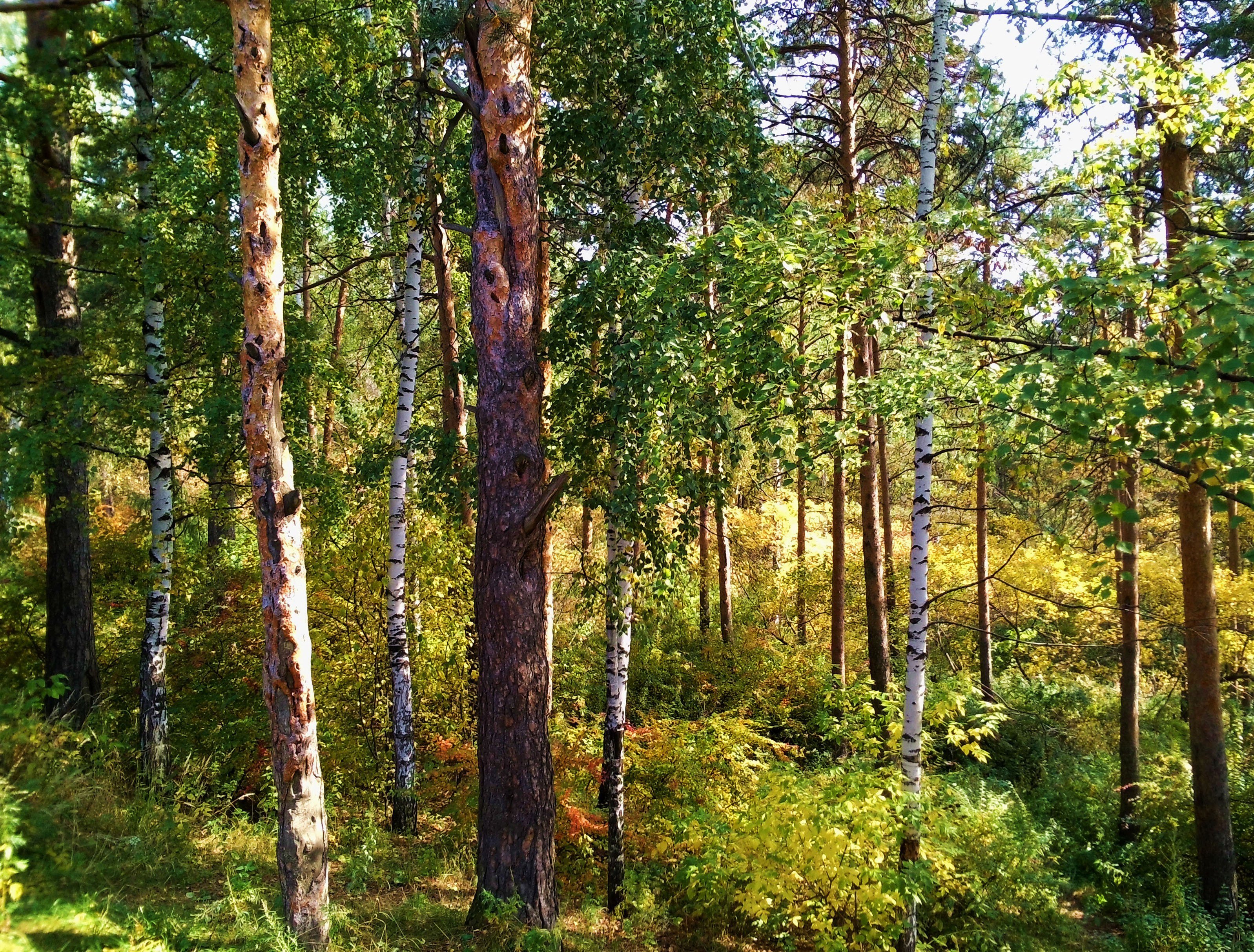 Природа смешанных лесов в россии. Хвойно-мелколиственные леса. Сосново мелколиственный лес. Хвойно широколиственные леса Мордовии. Хвойные леса и широколиственные Подмосковья.