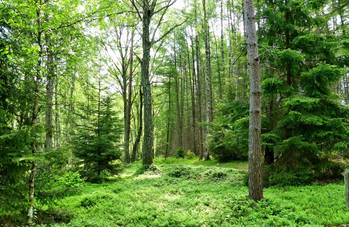 Сергиев Посад Сосновый лес