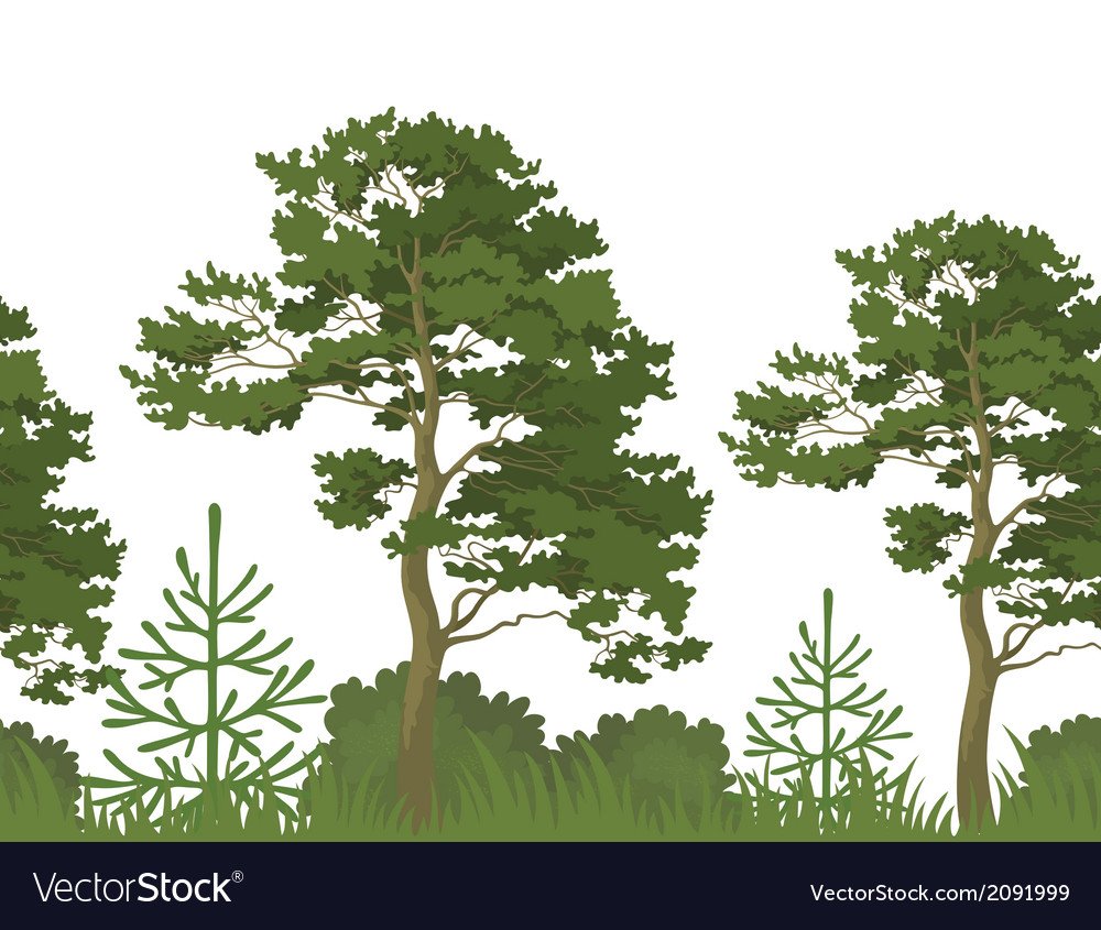 Широколиственные леса рисунок