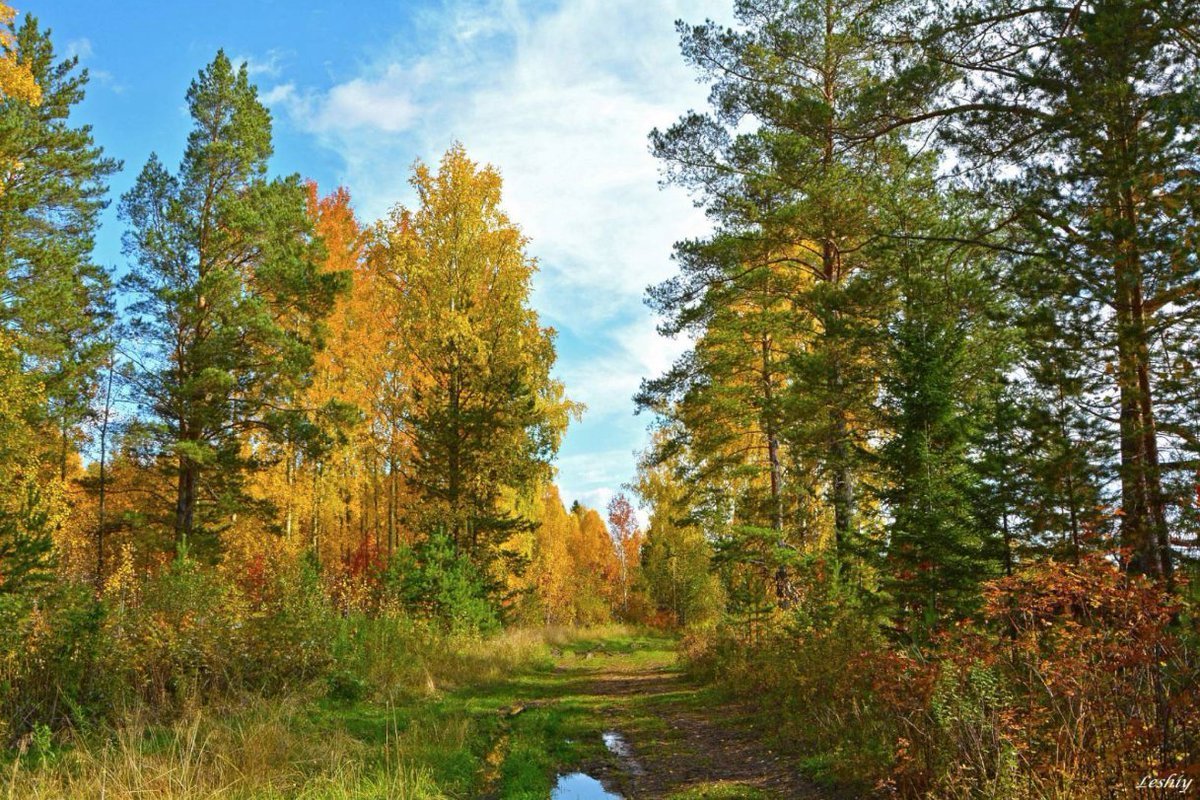 Лес Южного Урала