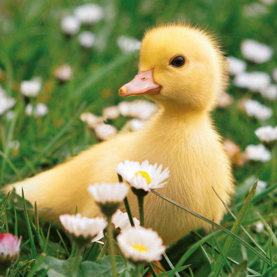 Милые уточки