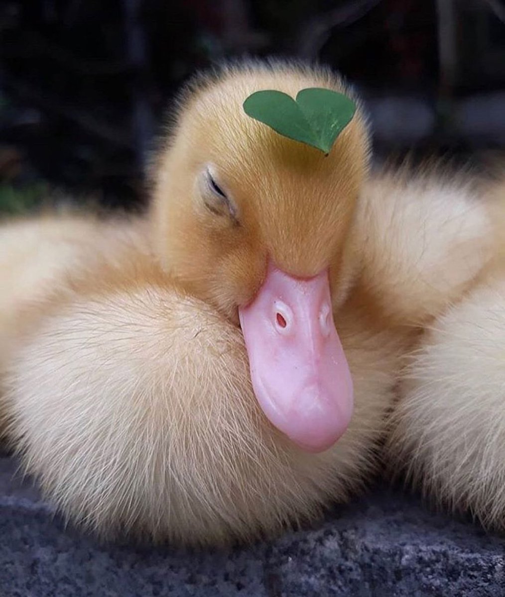 Милые уточки в цветах