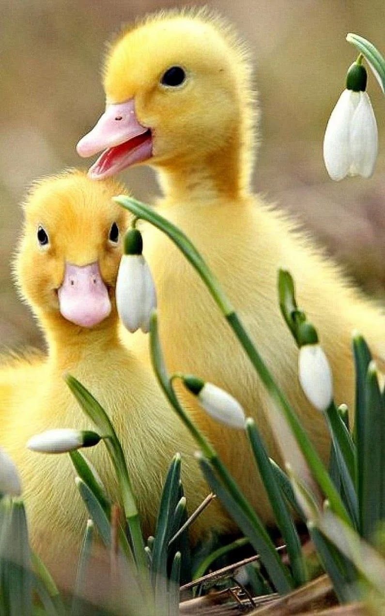 Желтый утенок муларды