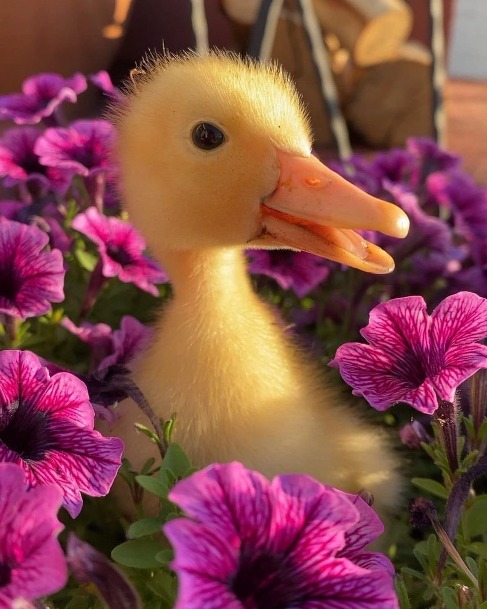 Цыплята утята гусята индюшата