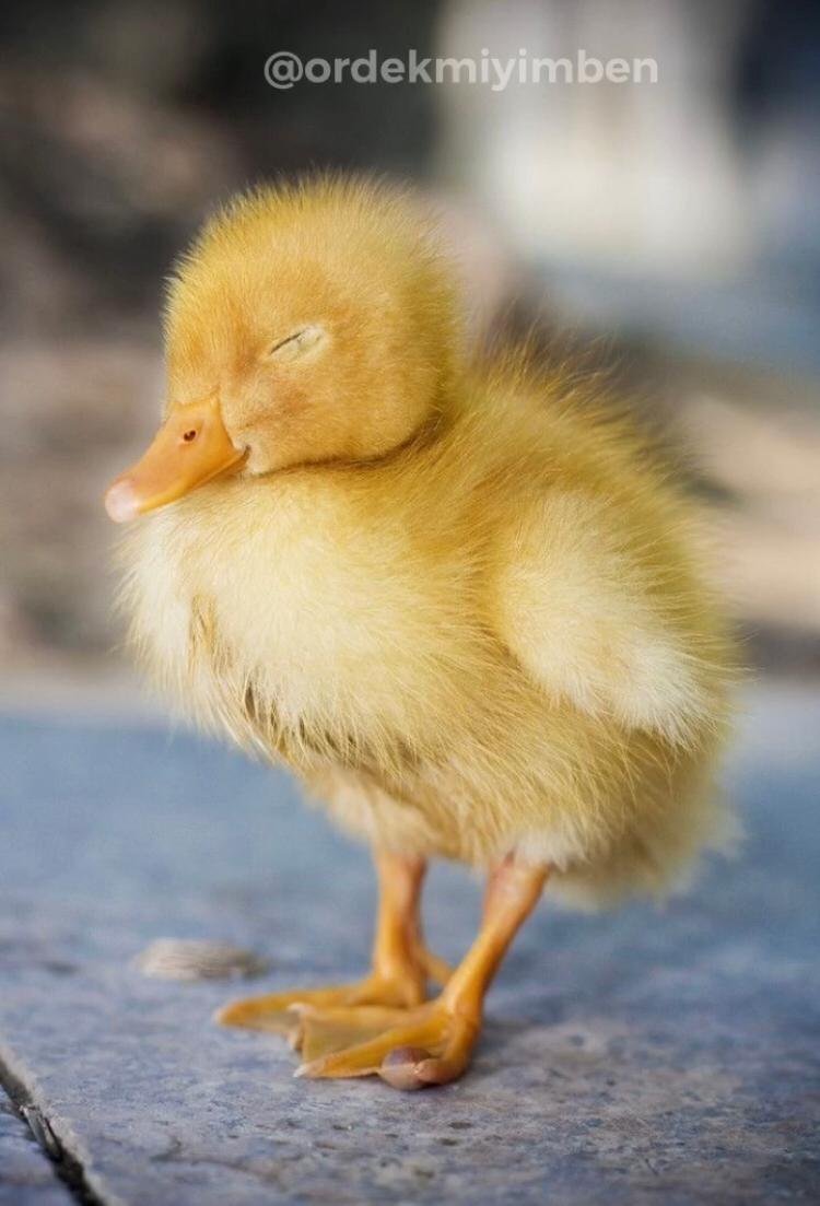 Уточка в ромашках