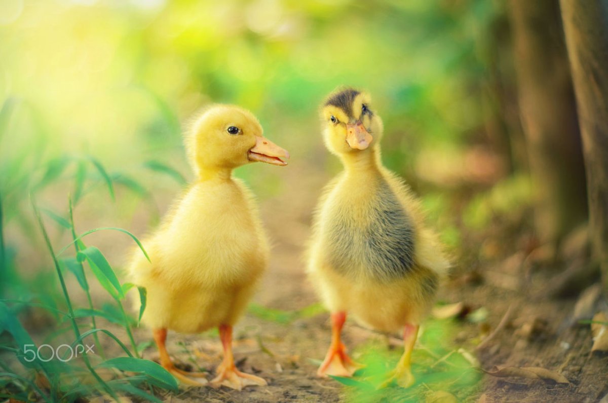 Красивые уточки для детей