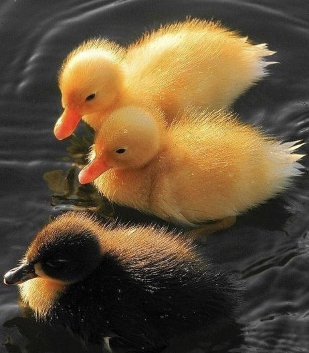 Милый утенок
