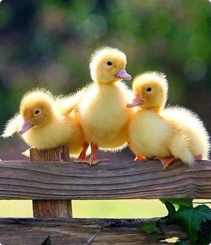 Милые уточки