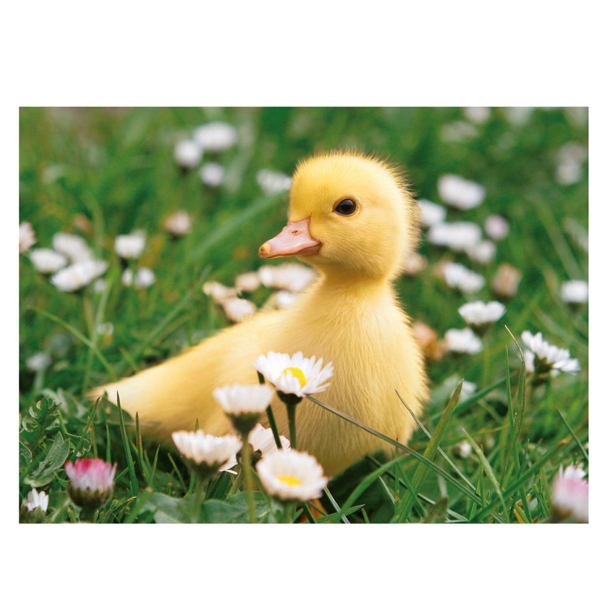 Домашние птицы