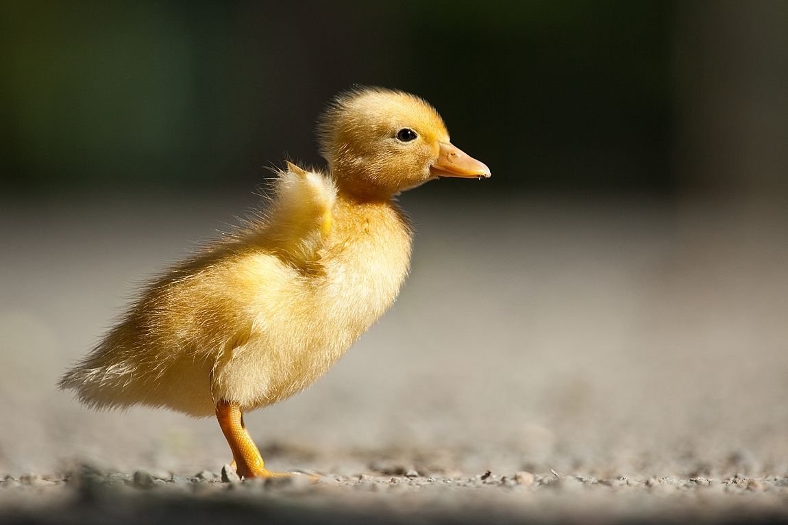 Желтая уточка