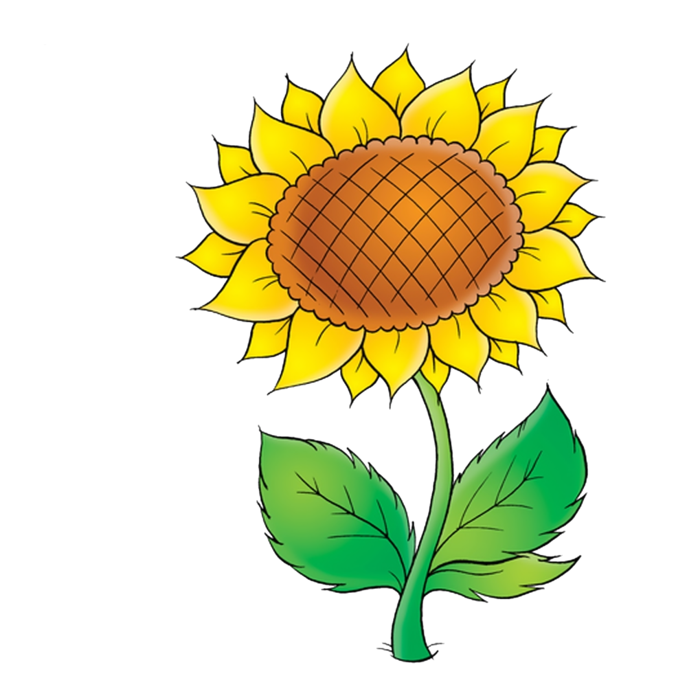 Рисунки подсолнуха для скетчбука