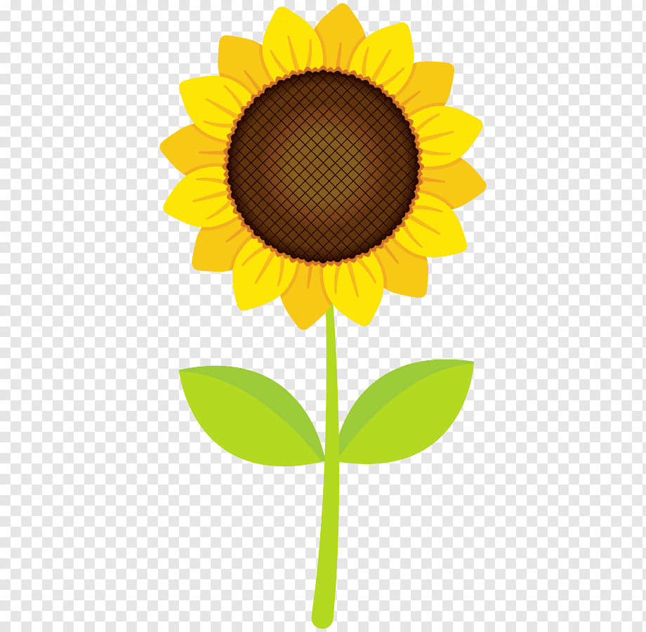 Подсолнух для детей