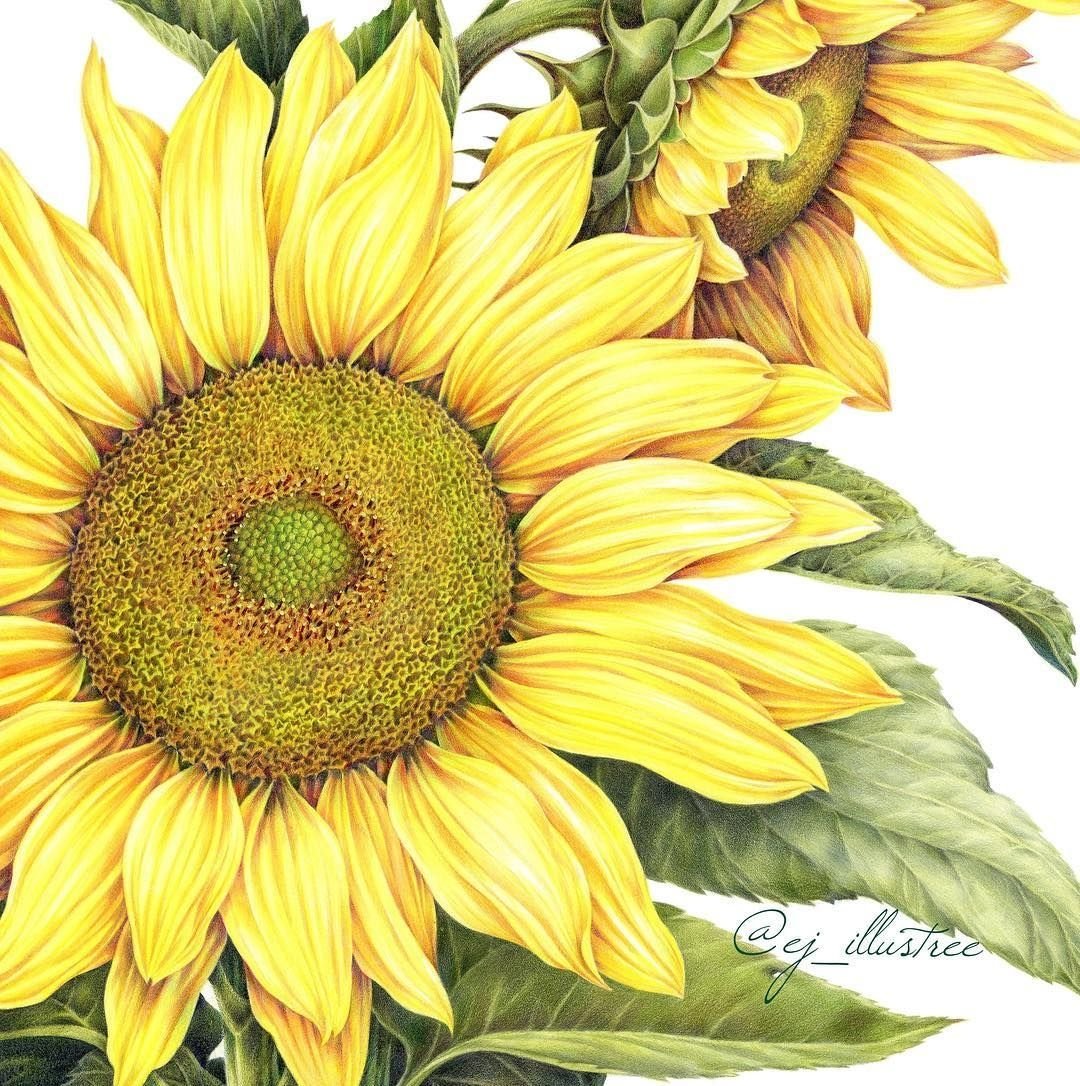 Рисование подсолнух