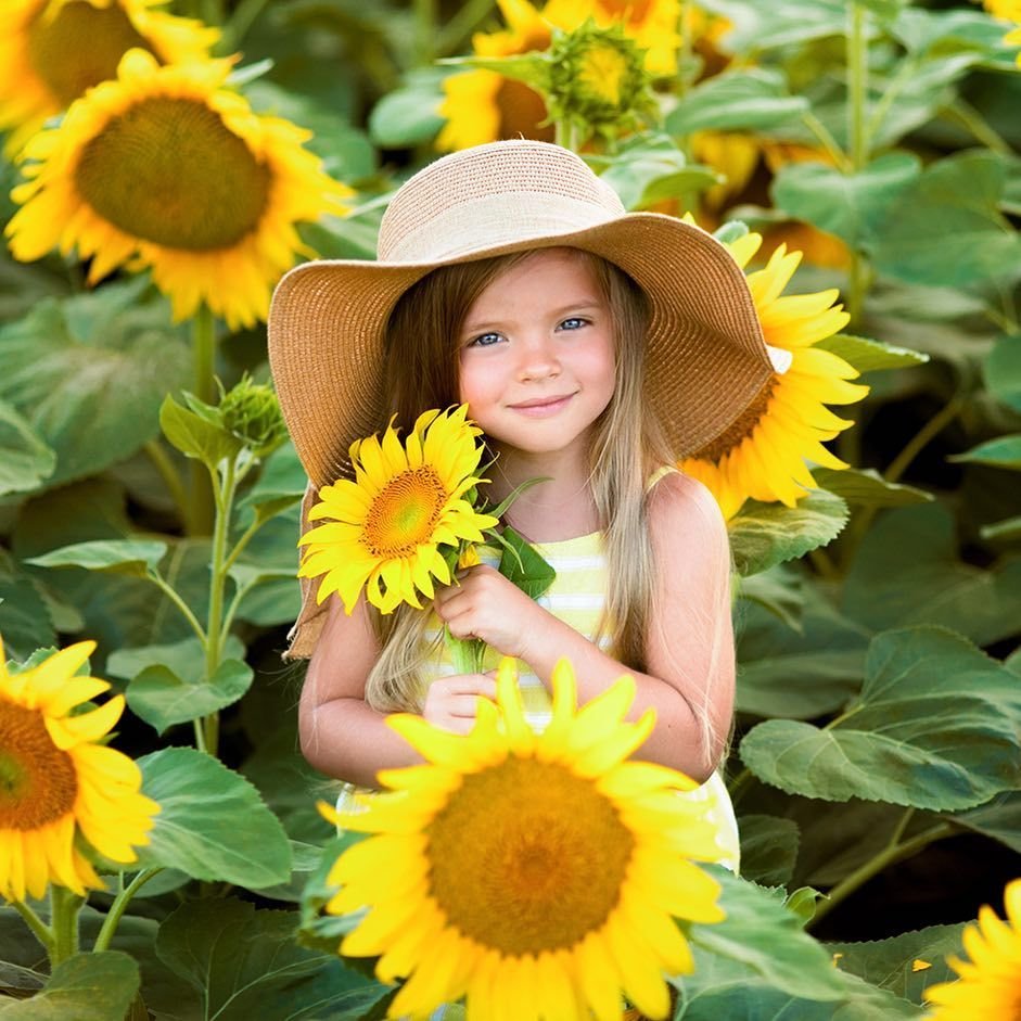 Эстетика подсолнухов