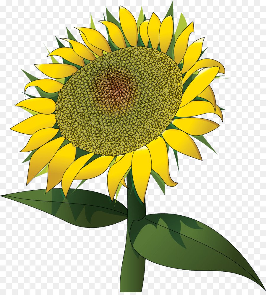 Подсолнух картинка для детей