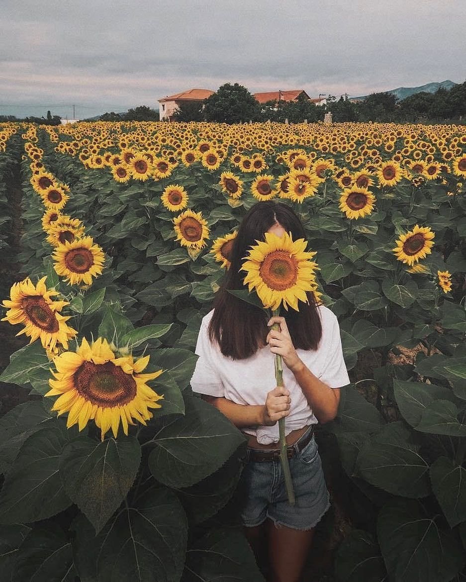 С добрым утром Подсолнухи