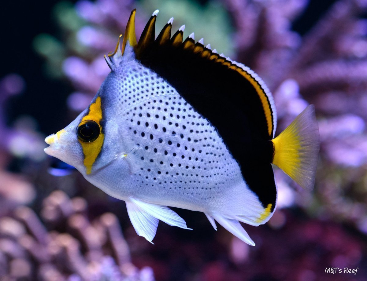 Оранжевая рыбка полосатик