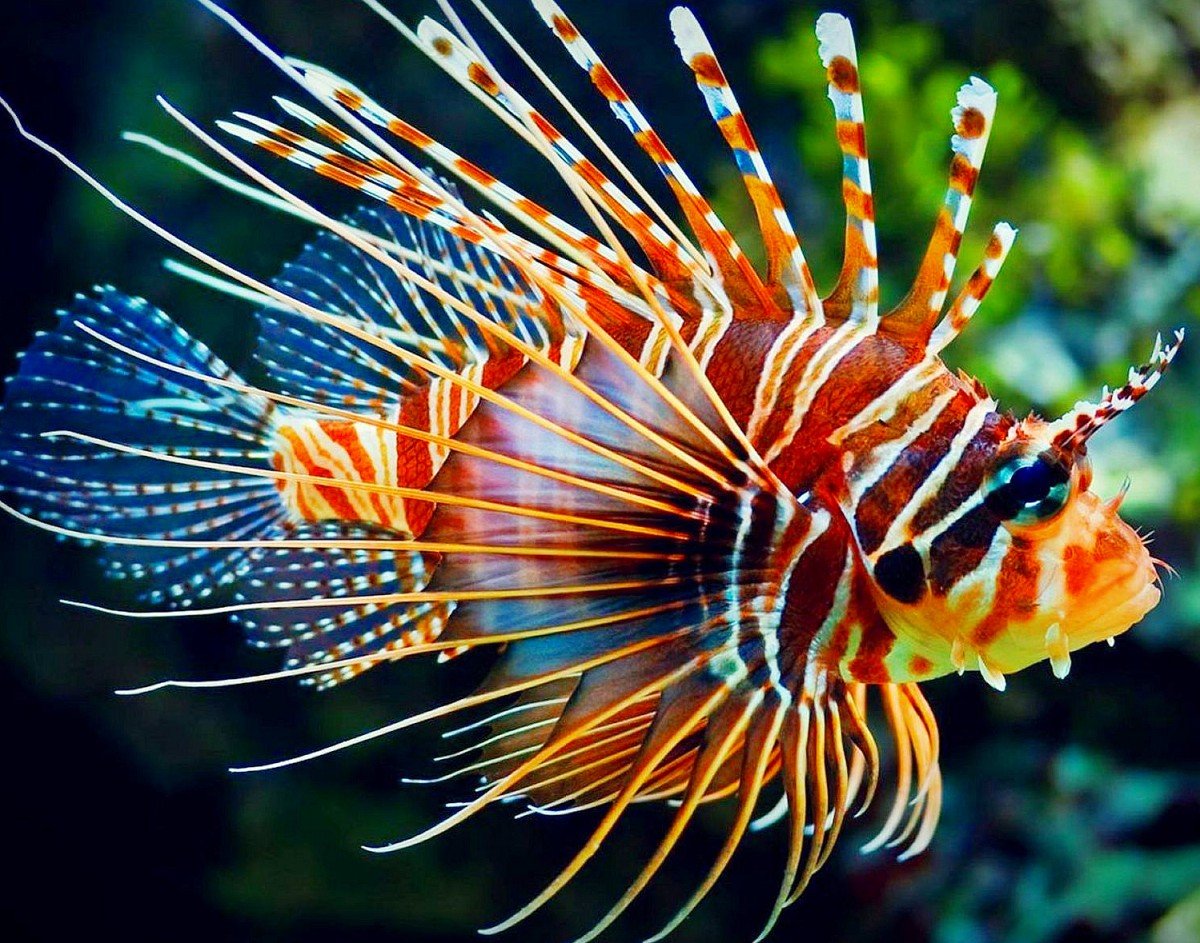 Морская рыбка Мандаринка